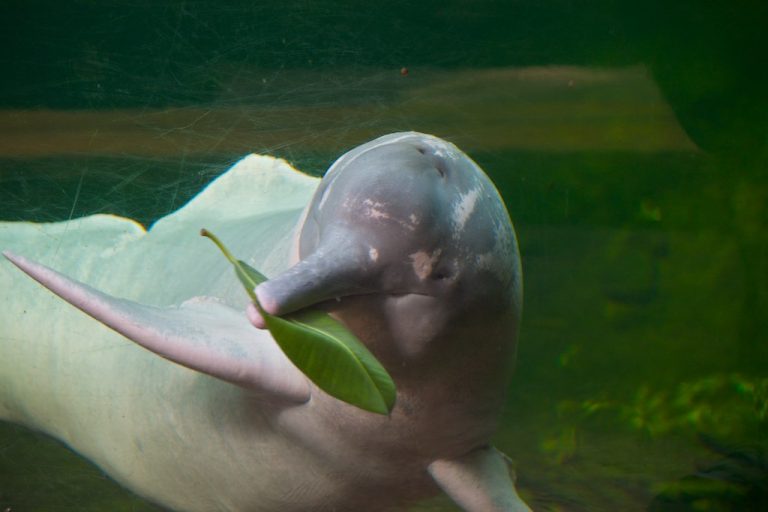 Species Profile: The Amazon River Dolphin