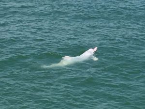 Adult Chinese white dolphin