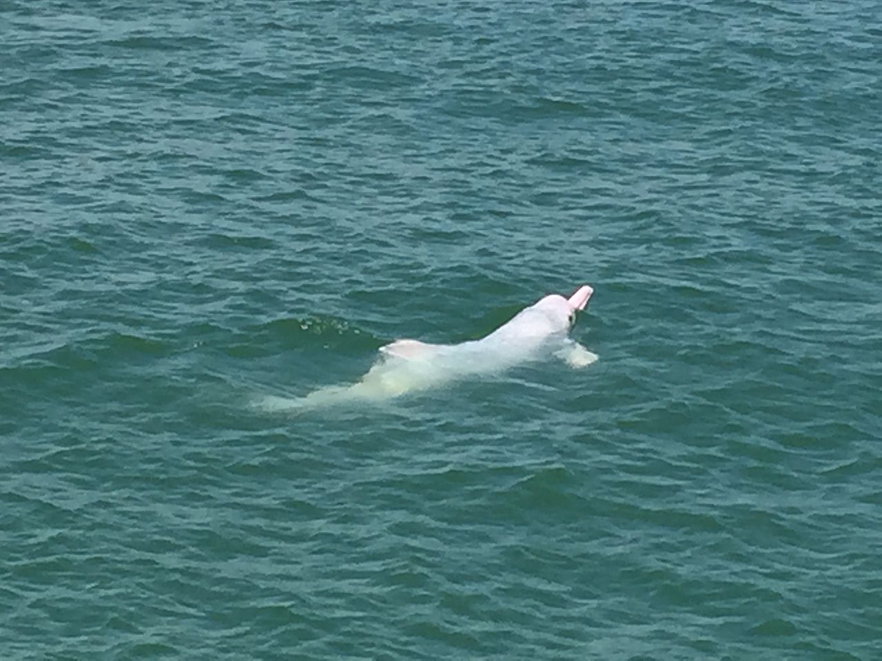 Adult Chinese white dolphin
