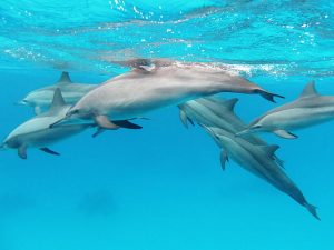 Spinner Dolphins: Best Places to see wild Dolphins