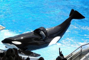 The Bull Orca Tilikum At SeaWorld
