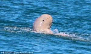 Snubfin Dolphins Of Australia