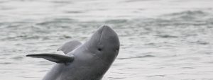 An Irrawaddy Dolphin