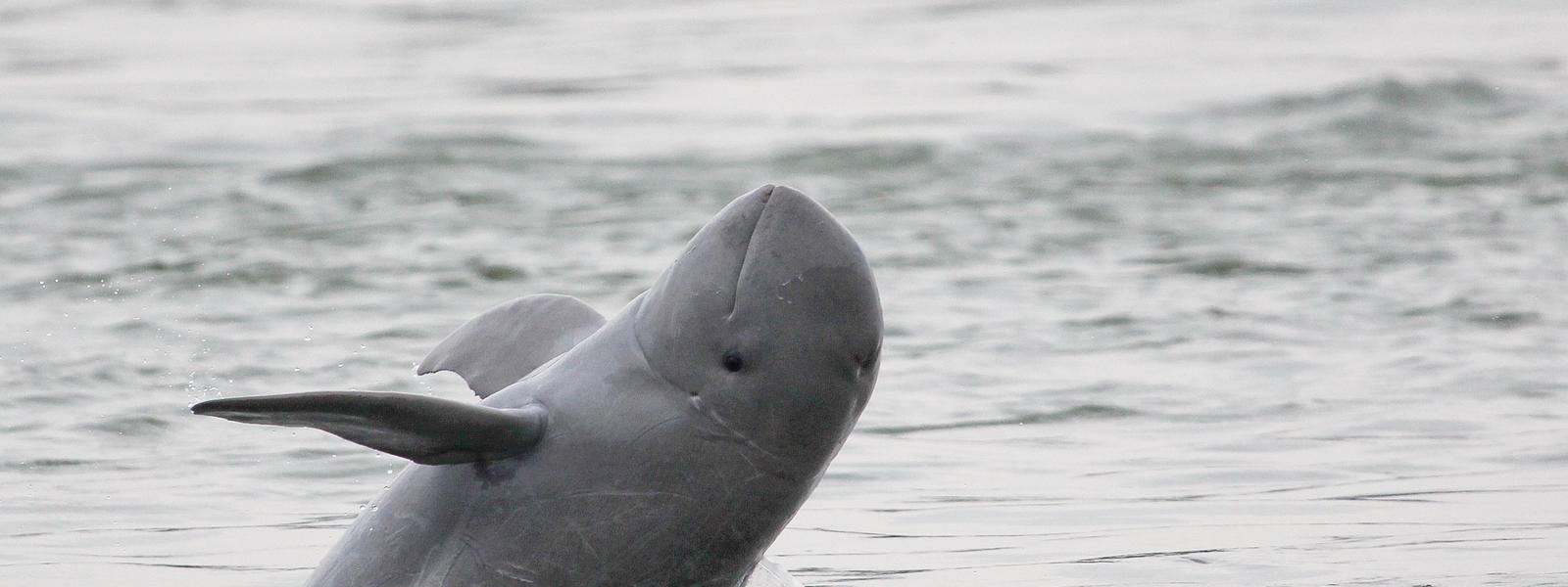 An Irrawaddy Dolphin