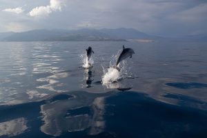 Striped Dolphins Leaping In The Gulf of Corinth, Greece 