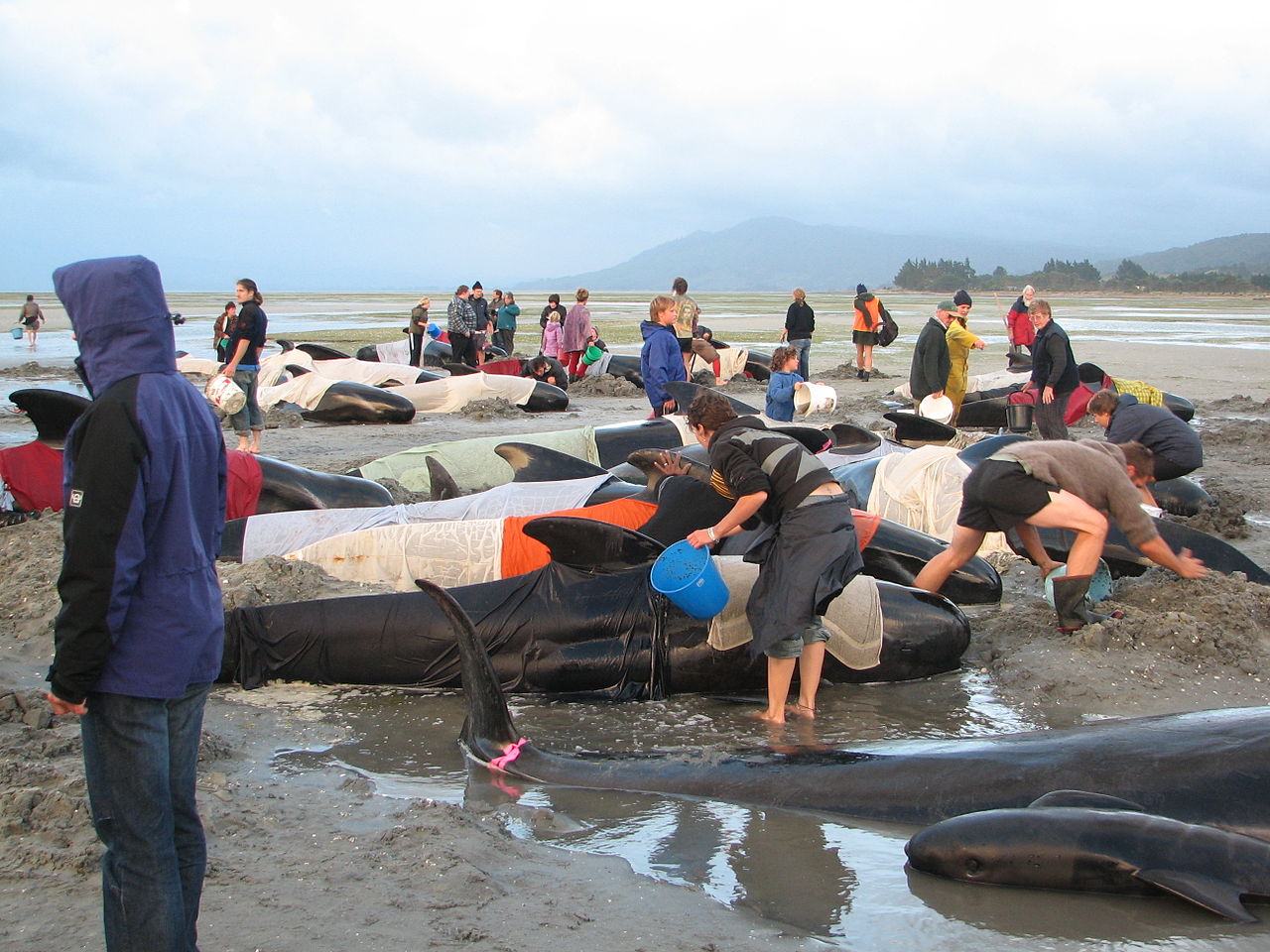 Volunteers Caring For Stranded Pilot Whales