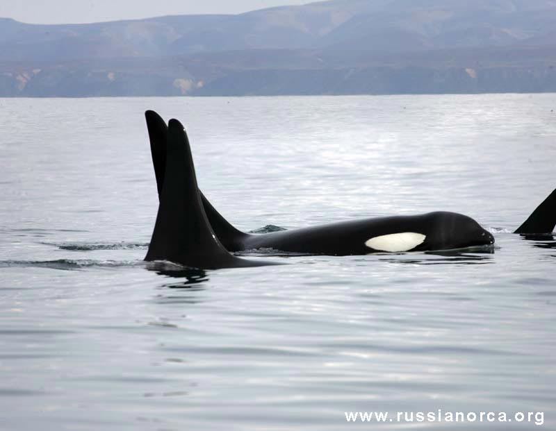 Russia's Killer Whale Trade