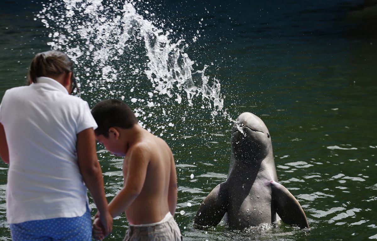 Captive Irrawaddy dolphin at Thailand's Pattaya Dolphin World in 2014