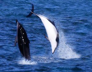 Acrobatic Display : Dusky Dolphin