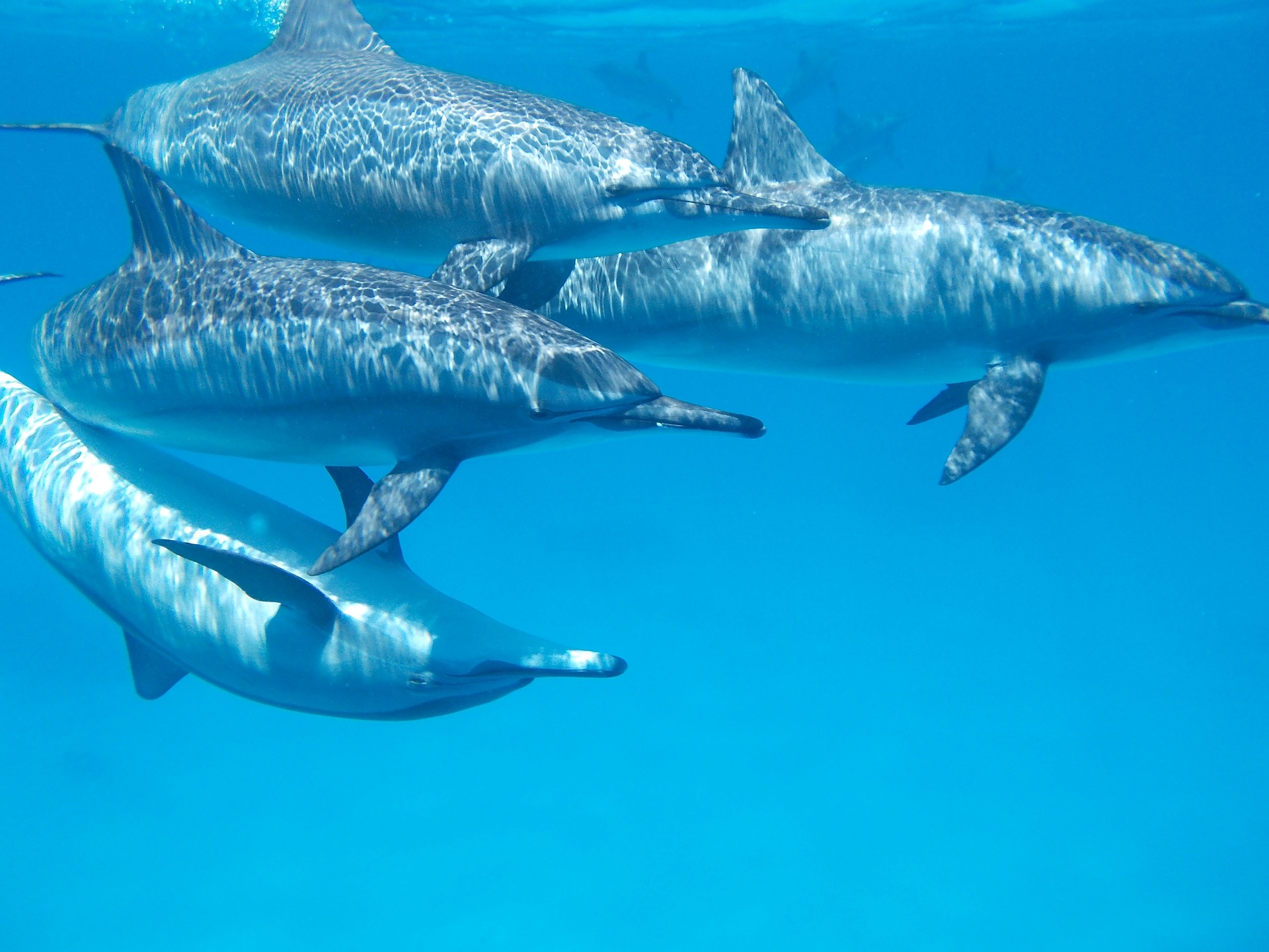 Dolphin Pods