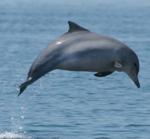 Guiana Dolphin