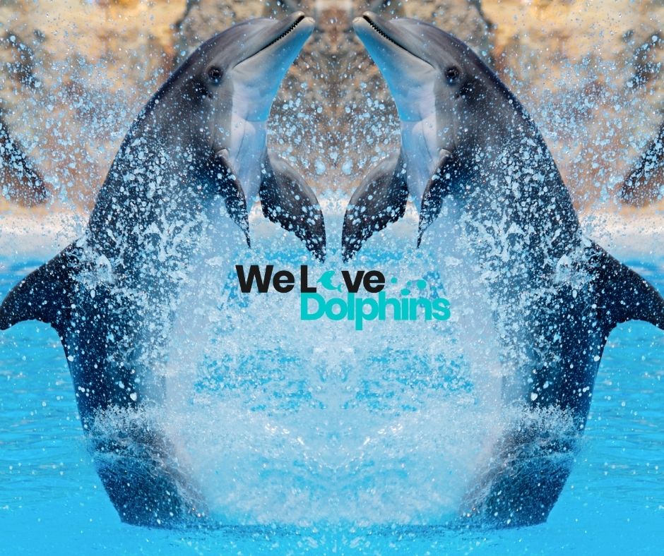 Dolphin Documentaries