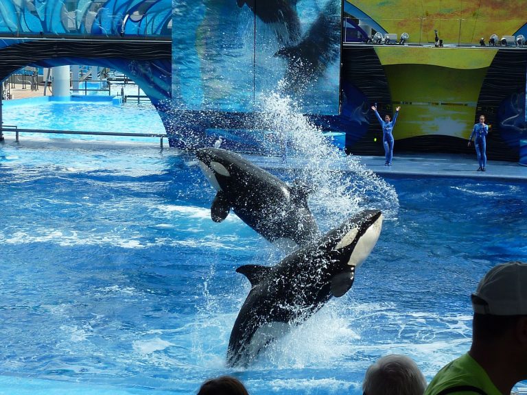 San Diego SeaWorld Youngest Orca Dies