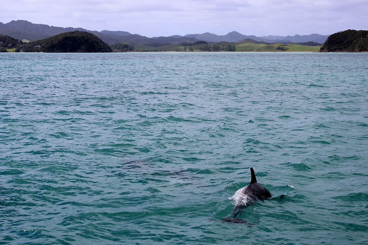 white sided dolphins