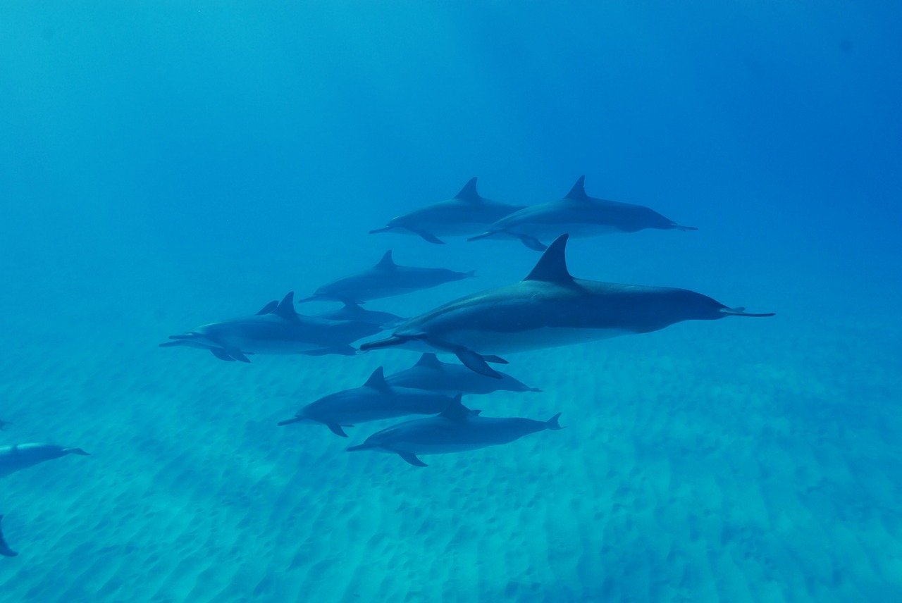 hawaii spinner dolphins