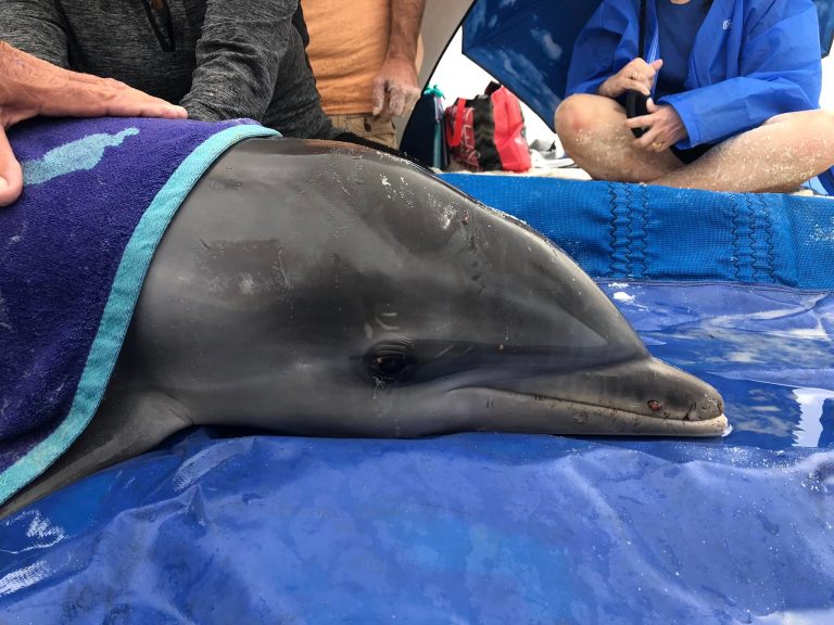 Rescued Eight Month Old Dolphin Dies