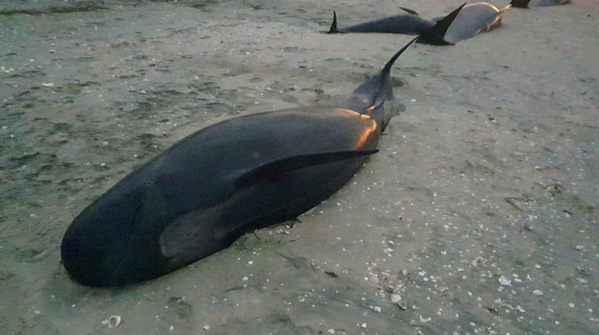 breached pilot whales