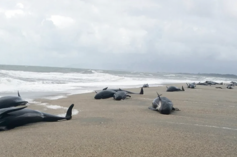 500 Pilot Whales Stranded in New Zealand