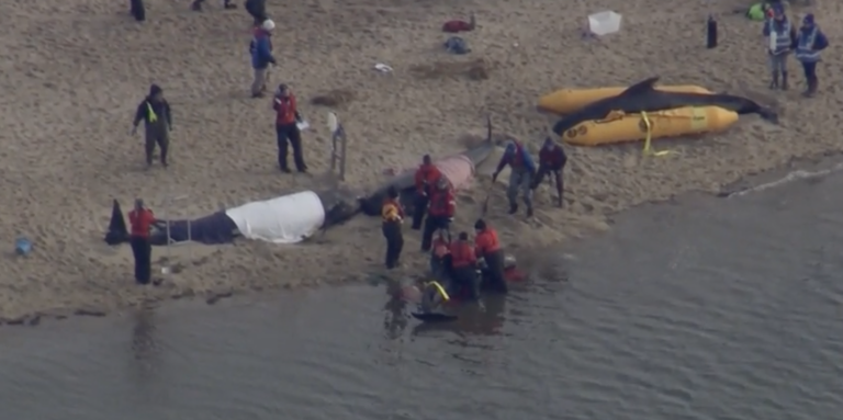 Four Pilot Whales Euthanized on Cape Cod