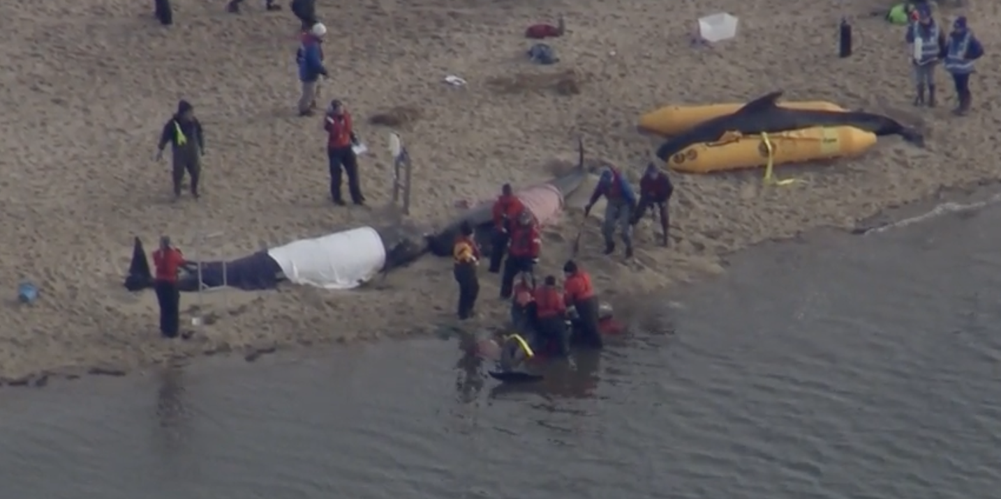 four pilot whales euthanized