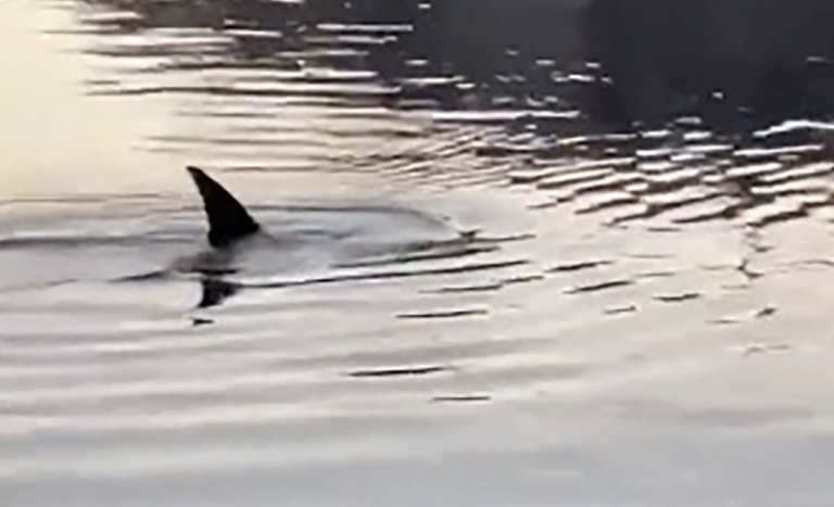 Common Bottlenose Dolphins in the Bronx River