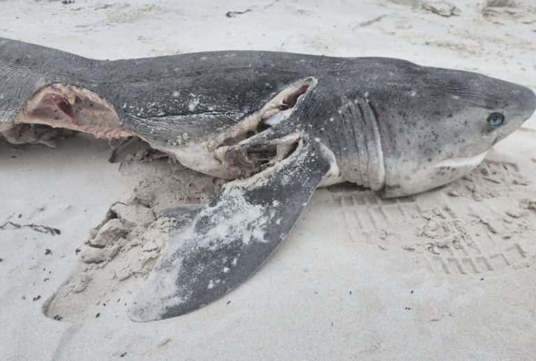 Port and Starboard killed 17 Sevengill Sharks in One Day