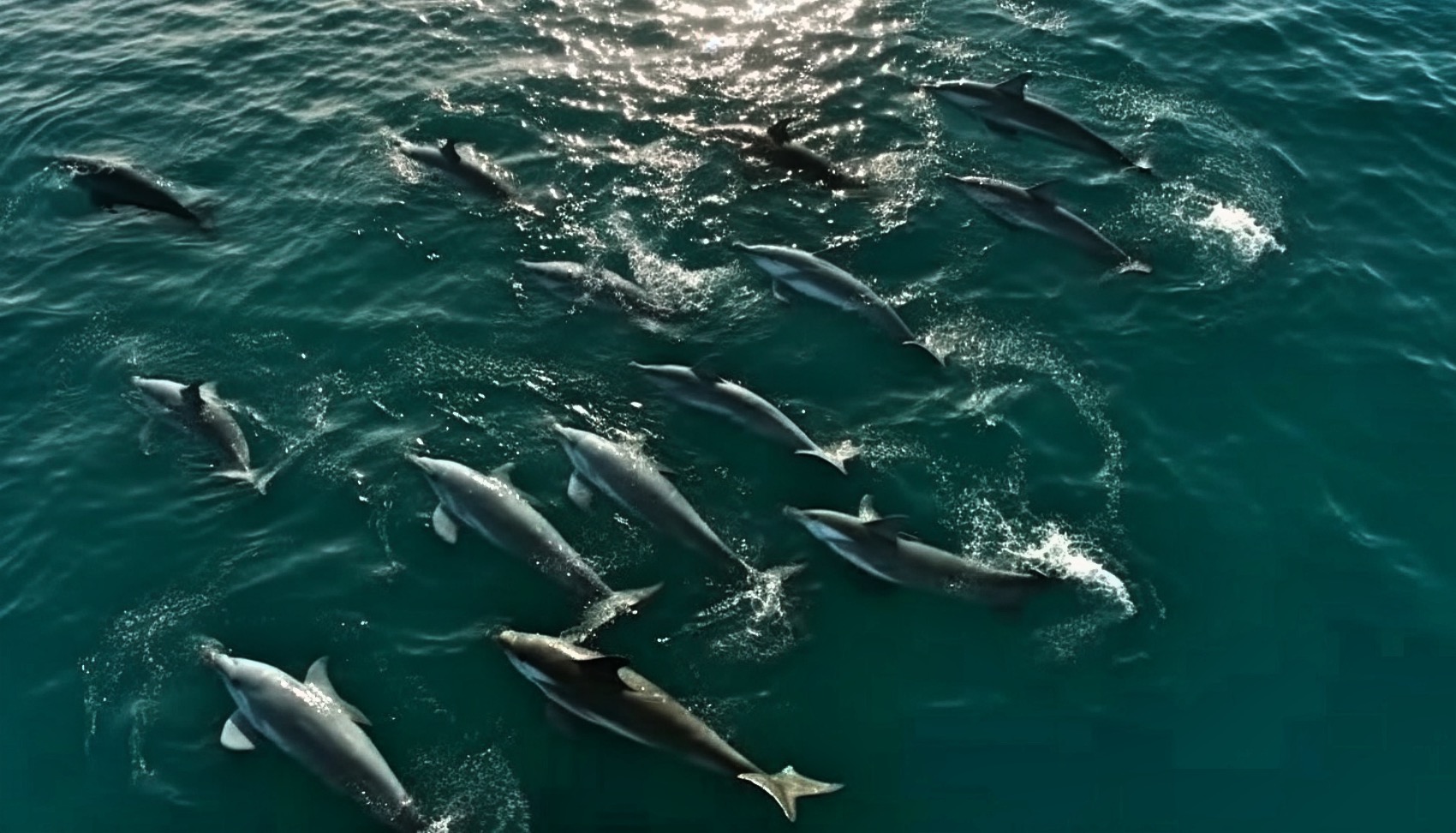 Dolphin Trivia Questions & Answers