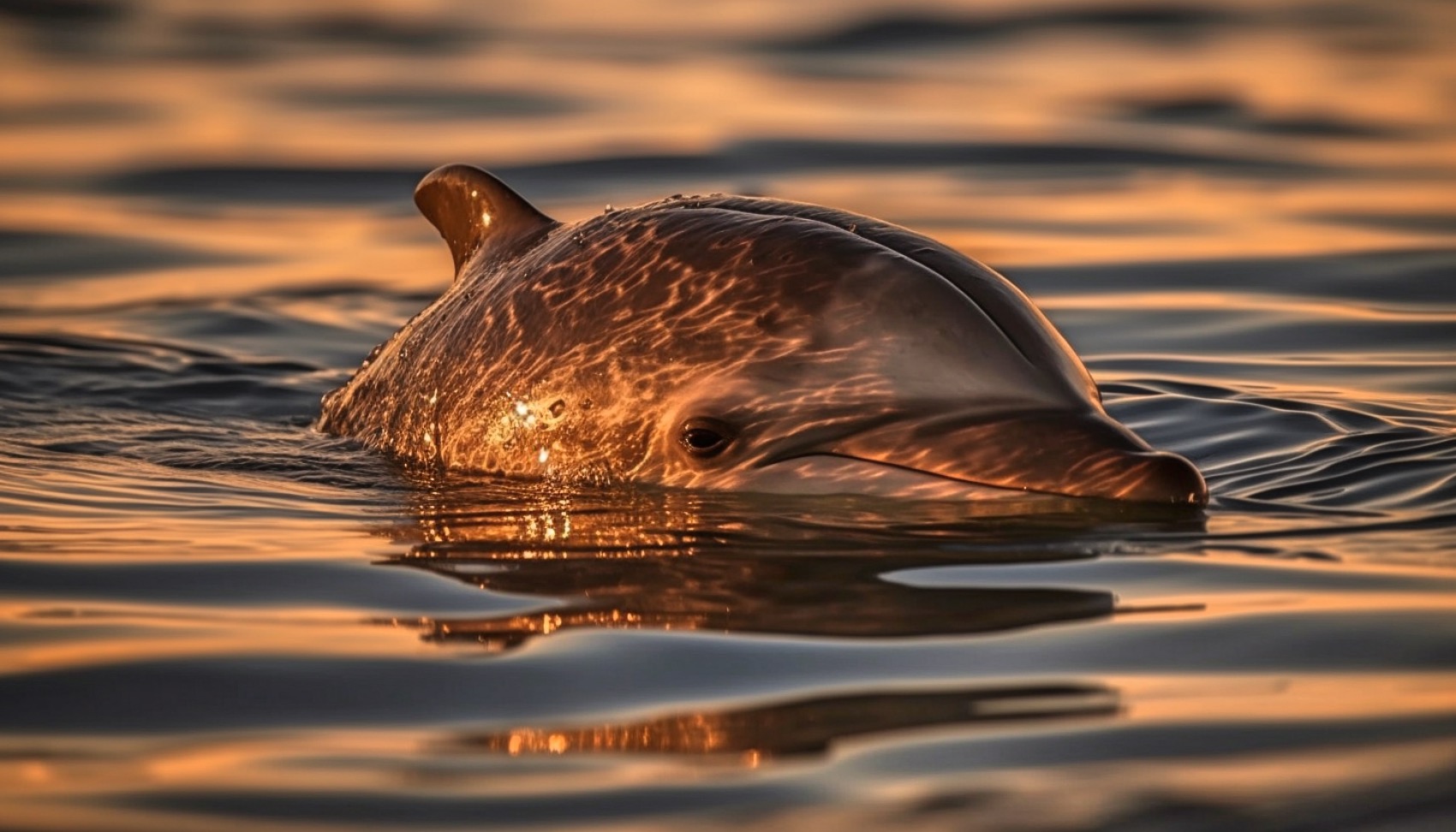 Dolphin Trivia Questions & Answers